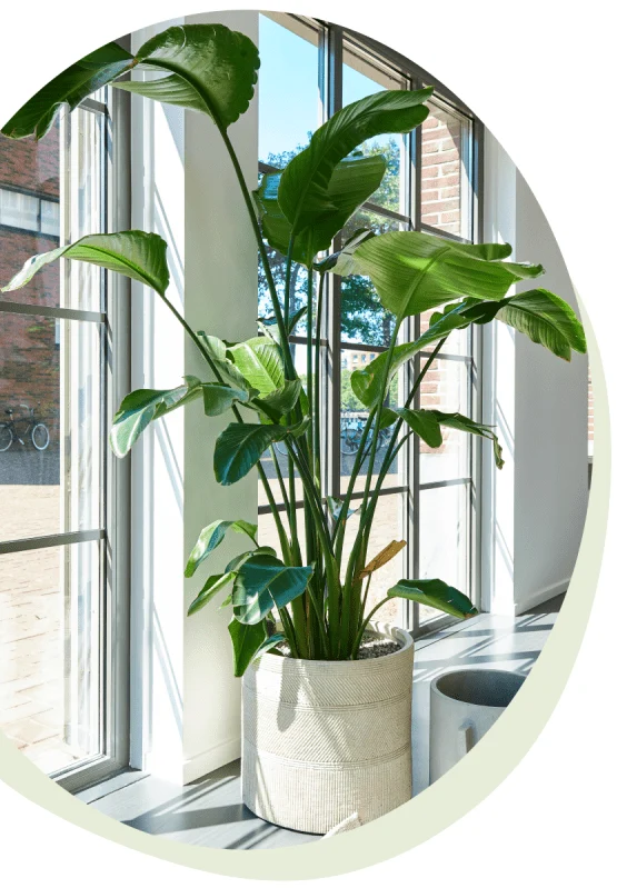 Strelitzblob-min-2-946x946x0x0x657x946x1667399007 Strelitzia