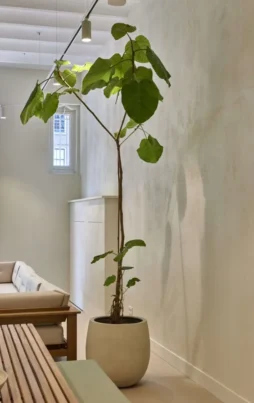 {{brizy_dc_image_alt imageSrc=